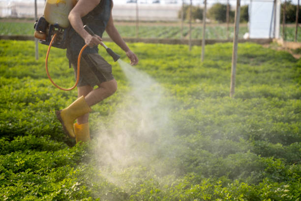 Best Ant Control Services  in Pasadena, MD
