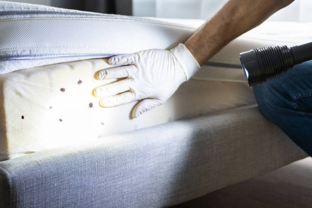 Wasp Removal Services in Pasadena, MD