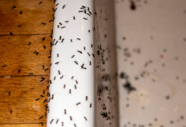 Best Commercial Pest Control Services  in Pasadena, MD