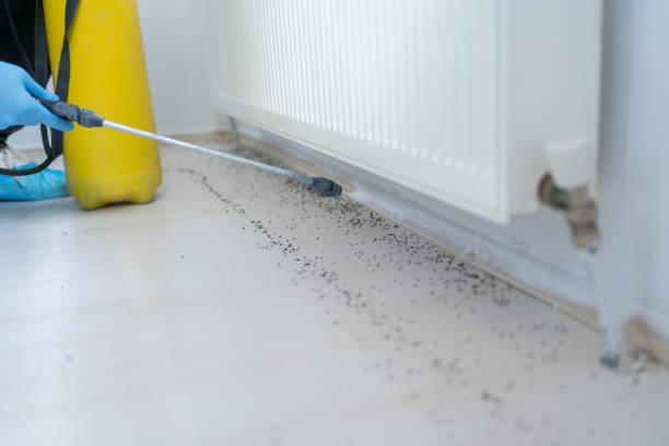 Best Local Pest Control Services  in Pasadena, MD
